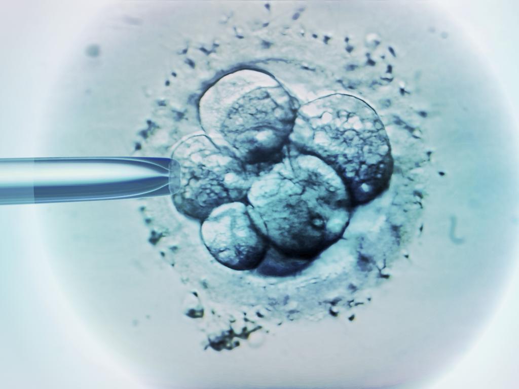 Researchers hope the embryo study will lead to discoveries that will help pregnant women in the future.