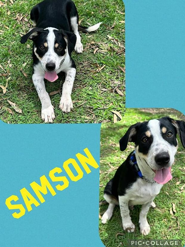 Samson: Sharon Hodge's 10 week old Kelpie x