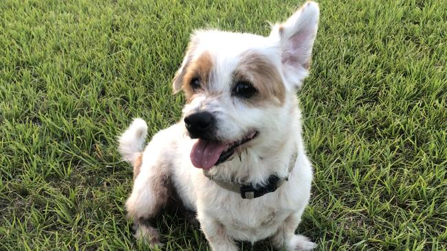 Apache was a jack russell-pomeranian.