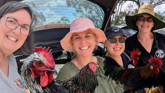 Rooster Rescue and Rehoming North Queensland volunteers need community support to take in their feathered friends. Picture: Supplied.