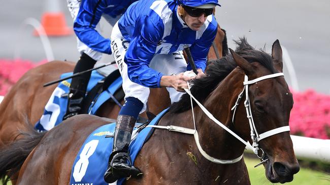 Winx was a champion of the turf, but not all superstar mares have had success at stud.