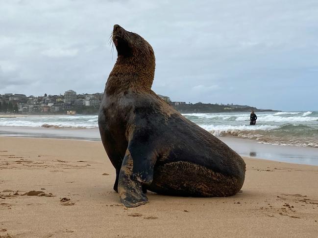 SYDNEY, AUSTRALIA - NOVEMBER 30: A New Zealand Fur Seal is seen washed up on Manly Beach November 30, 2020 in Sydney, Australia. The seal appeared this afternoon as wildlife officers ands surf lifesavers set up an exclusion zone around the seal to keep onlookers at bay. (Photo by Cameron Spencer/Getty Images)