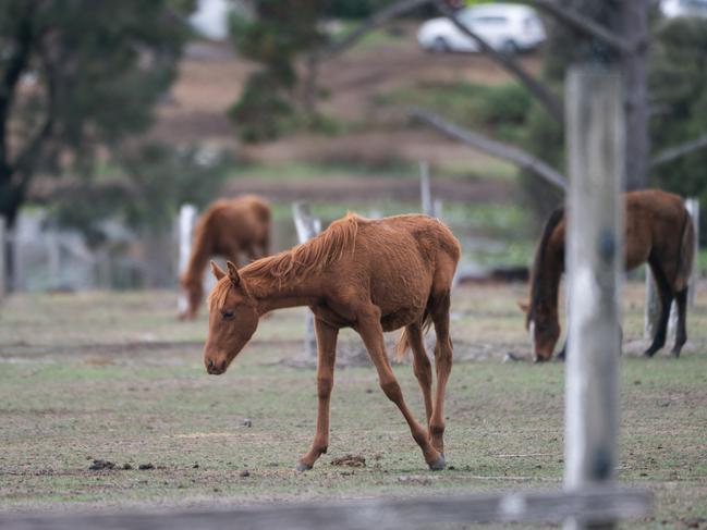 Mount Eliza local protested about the neglect of horses on a local property. Picture: Tony Gough