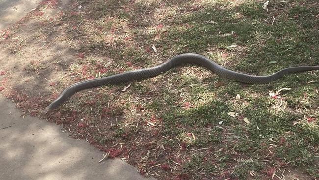 Snakes are about with a 5th person hospitalised in a month in the Gympie region from a snake bite. This brown snake was spotted lurking in a front yard at Veteran last week.