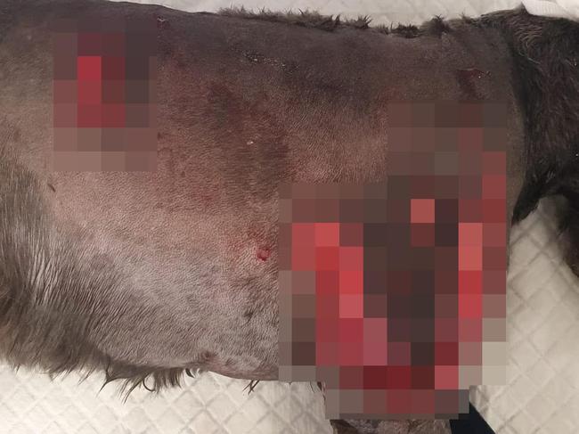 A pixilated image of Millie’s injuries after the attack.