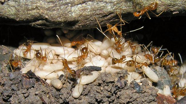 Inside A crazy yellow ant nest.