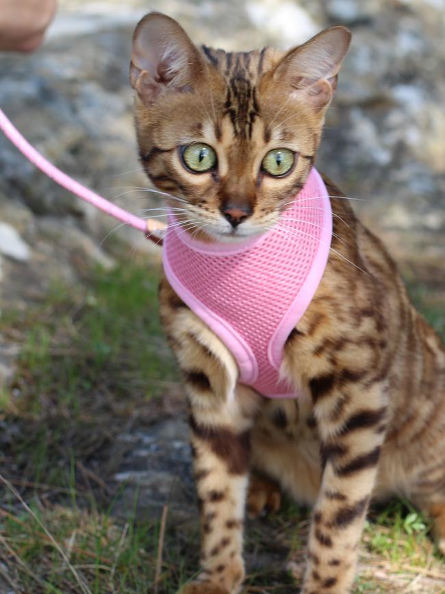 WALKIES: Cats can be walked on a harness.