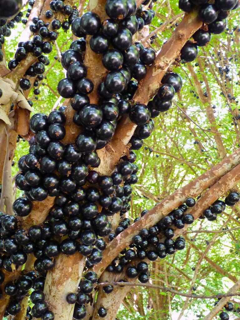 Egg fruit, jaboticaba, miracle fruit set to trend this summer | Daily ...