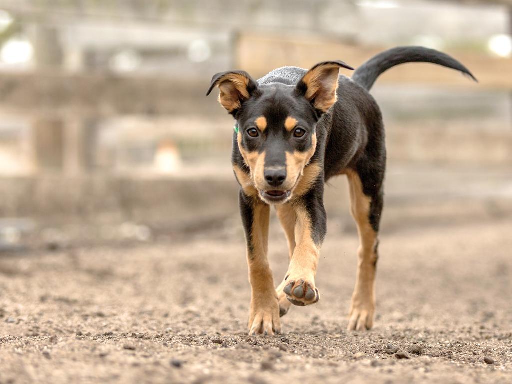 Australian Working Dog Rescue calendar Daily Telegraph