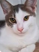Bonded pair Calvin (pictured) and Klein are available for adoption via AdoptMe Kittens. Photo: Supplied.