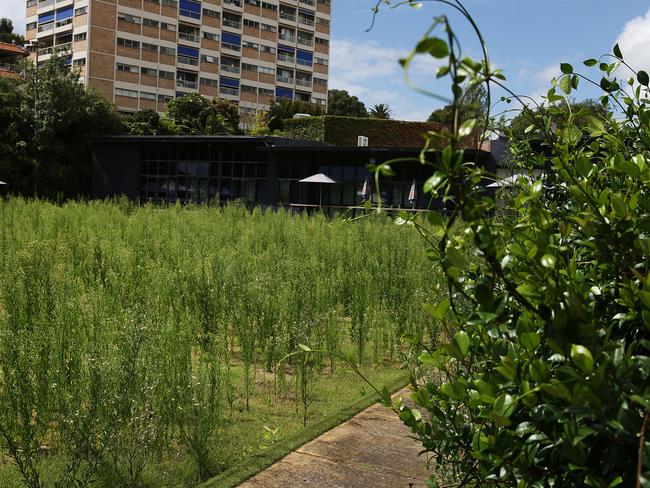 Paddington Bowling Club has been left and weeds have overtaken the old bowling green.