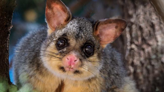 Two dead possums were eventually found in the roof space, as Ms Lane predicted.