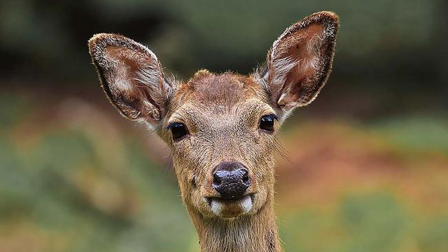 Kotia, the world’s first skincare range made with deer milk from New Zealand. Picture: Getty Images