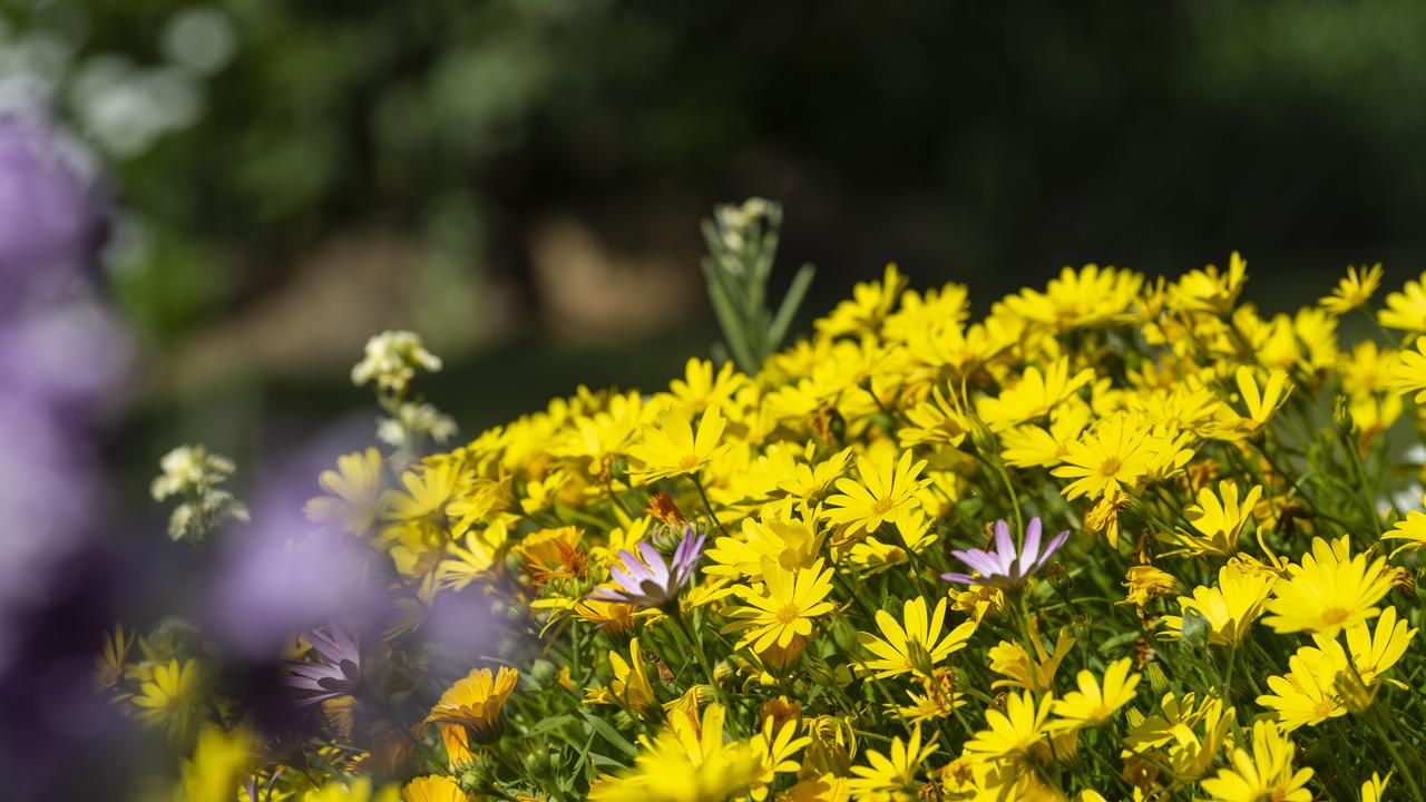 Paul and Noela Rubb, Schultz-Haden Rd, Haden, Garden for Good 2020, Carnival of Flowers 2020, Friday, September 25, 2020. Picture: Kevin Farmer