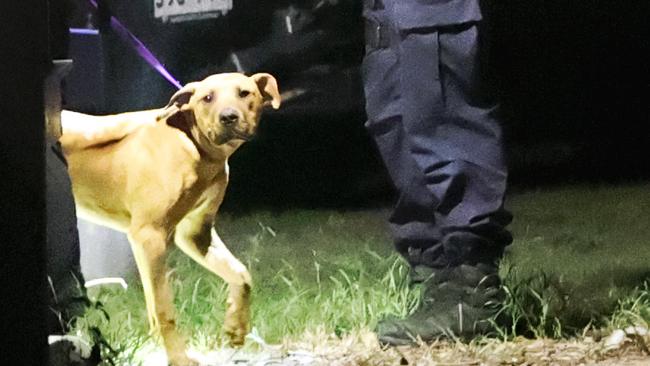 Dog attack, Yatala.Picture: NIGEL HALLETT