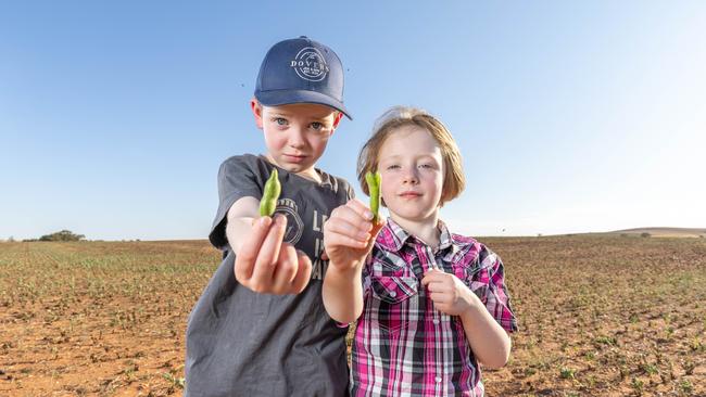 Oliver and Chelsea Richie salvage some beans, but the crop looks like a wasteland. Picture: Ben Clark