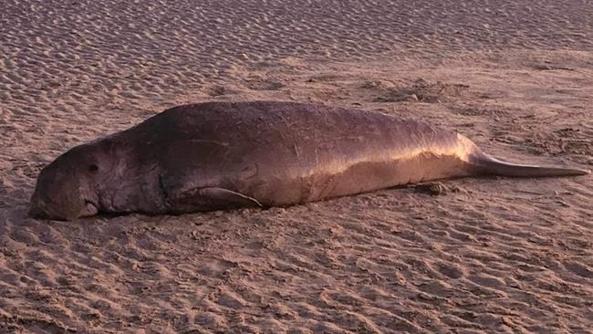 A dugong washed up on Kinka Beach, Yeppoon, on August 20. Photos Darryn Nufer.