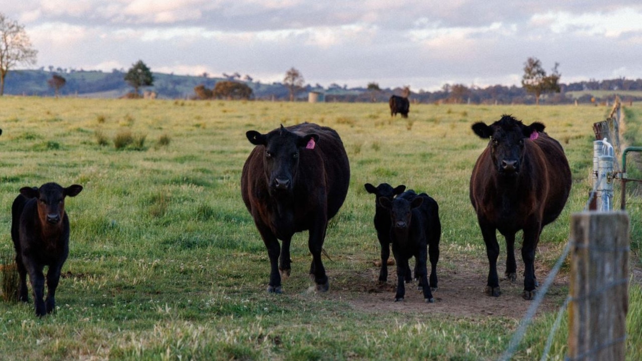 A friendly cow or 30 to greet you each morning.