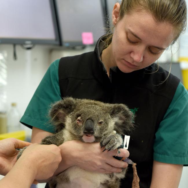 Currumbin Wildlife Hospital vet nurse Natasha Graham with Olivia-Rose, 18-months-old, who was hit by a vehicle. She required surgery after suffering a fractured femur and internal trauma. Olivia-Rose was in intensive care after the incident. Picture: Supplied