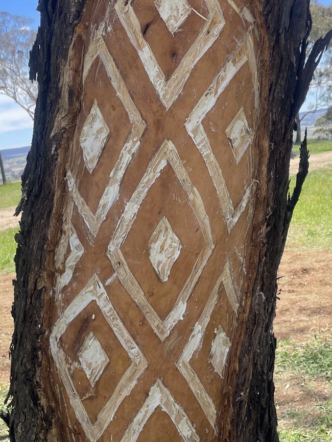 A scarred tree atop Mount Panorama-Wahluu carved in honour of the late Uncle Brian Grant.