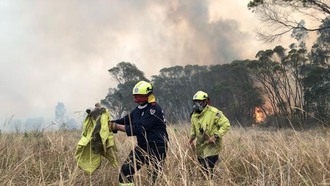 KOALA RESCUE: Four quick-thinking Fire & Rescue NSW fire-fighters ran towards a bushfire to rescue a frightened koala at Jackybulbin Flat at the Bora Ridge fires.