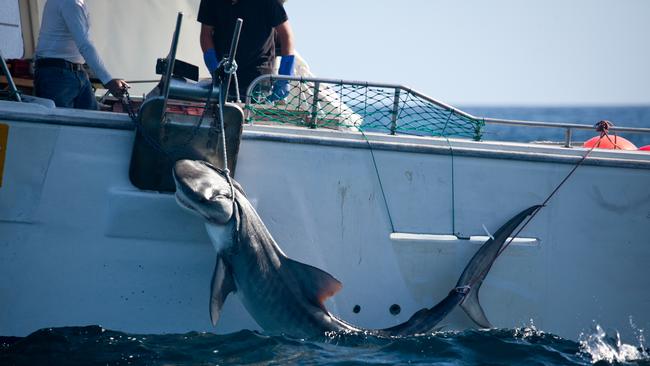 A tiger shark pulled up on the drum lines off the coast of Dunsborough. Credit: Animal Amnesty