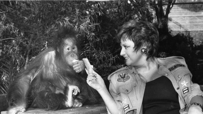 1989: Wills at the Adelaide Zoo making friends with Indah, a Borneo orangutan, August, 1989.
