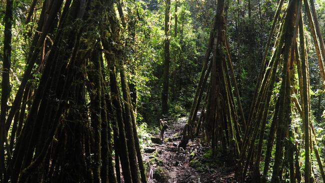 The Kokoda Trail. Picture: Evan Morgan