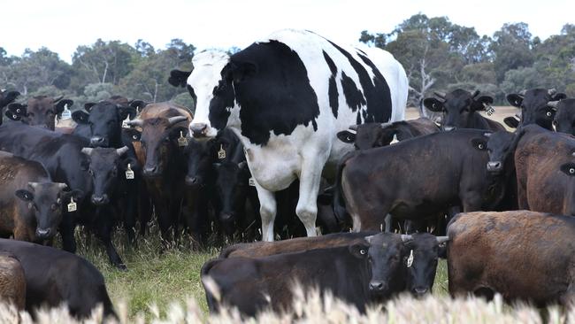 Knickers the giant steer towers over his fellow cattle.