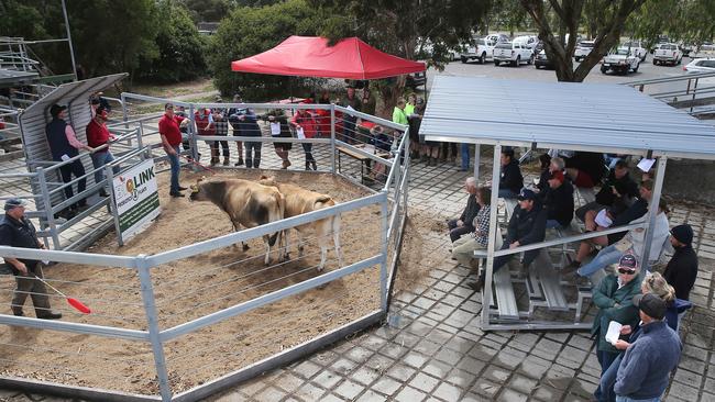 Camperdown saleyard will wind up operations in coming weeks, with the final likely sale date to be June 25. Picture: Yuri Kouzmin