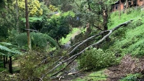 Trees brought down power lines on Scotland Island. Picture: Facebook