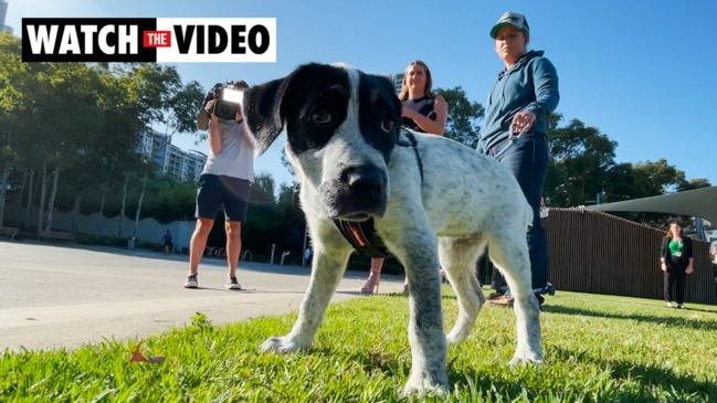 Dog from Yass reunited with owner