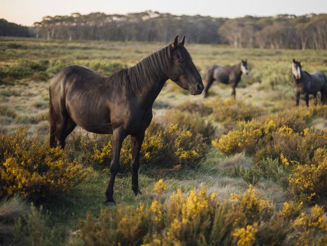 **HOLDING FOR SATURDAY DEC 21st - DO NOT USE** 16-12-19 - kosciuszko Brumbies - Wild horse numbers in the kosciuszko national park have increased over he past five years. Picture by Rohan Thomson