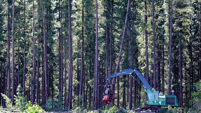 OneFortyOne Plantations has the largest share of plantation area in Victoria’s largest forestry region – the Green Triangle. Picture: supplied by OneFortyOne Plantations.