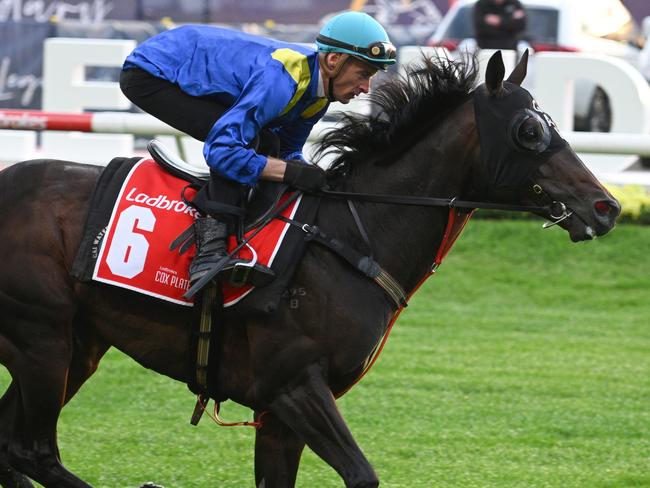 MELBOURNE, AUSTRALIA - OCTOBER 22: Blake Shinn riding Royal Patronage during a trackwork session at Moonee Valley Racecourse, on October 22, 2024 in Melbourne, Australia. (Photo by Vince Caligiuri/Getty Images)