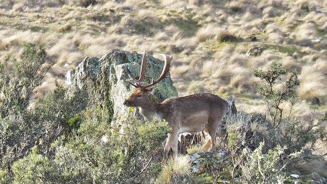 Fallow deer in Tasmania