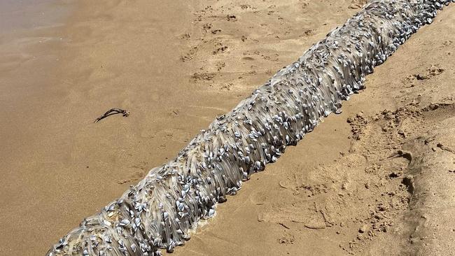 A pylon washed up at Port Elliot covered in goose barnacles or gooseneck barnacles they have a long jelly snake or Udon noodle like with the cockle on the end. Picture: Supplied