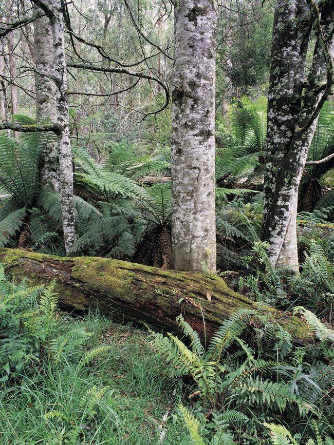 Errinundra National Park is known for its tall gum trees.