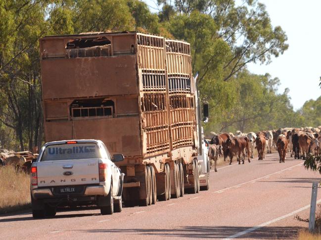 Cattle trucks slowed to pass through the mob of 1500 steers on the Gregory Developmental Road being led by Bill Little and his droving team from Charters Towers to Moura. Picture: Trudy Brown