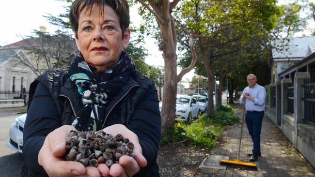 Norwood, Payneham and St Peter's councillors Sue Whitington and Paul Wormald with seed pods from a Queensland box tree. Cr Wormald says the public needs to be protected from the “bloody awful” pods. Picture: AAP/ Brenton Edwards