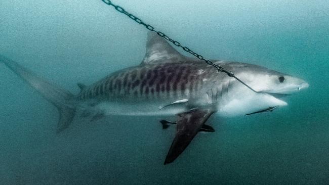 This tiger shark was said to have been filmed hooked to a drum line off the coast of Magnetic Island in Queensland this month. Picture: Humane Society International.