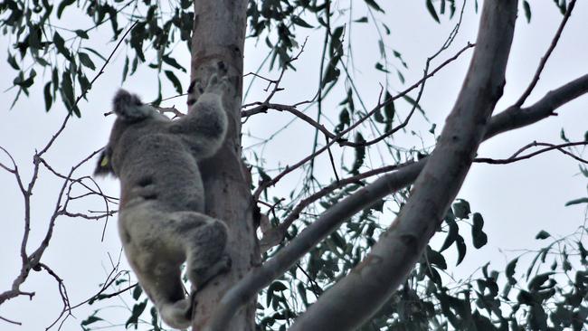 Harrison the koala was found and released back into Tillack Park in Mansfield. Photo: Nihal Samarasinghe