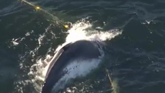 Whale caught in shark net off Gold Coast. Photo: Twitter/Nine News Gold Coast