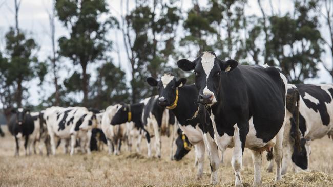 How now: The opening farmgate prices for milk announced this week have left farmers concerned.