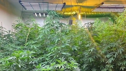 A 25-year-old West Lakes man was arrested over more than 300 marajuana plants located across six properties in Woodville South, Seaton, Flinders Park, West Croydon and Ridleyton. Picture: SA Police,