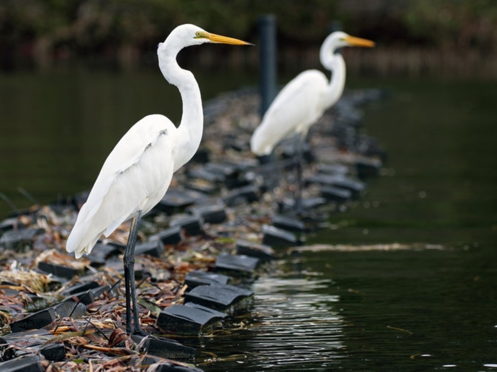 The roosts also improve oyster yields for migratory birds.