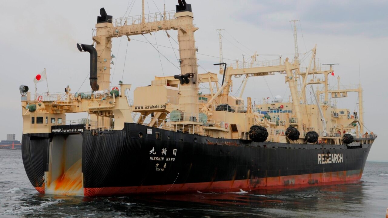 Japan to restart commercial whaling