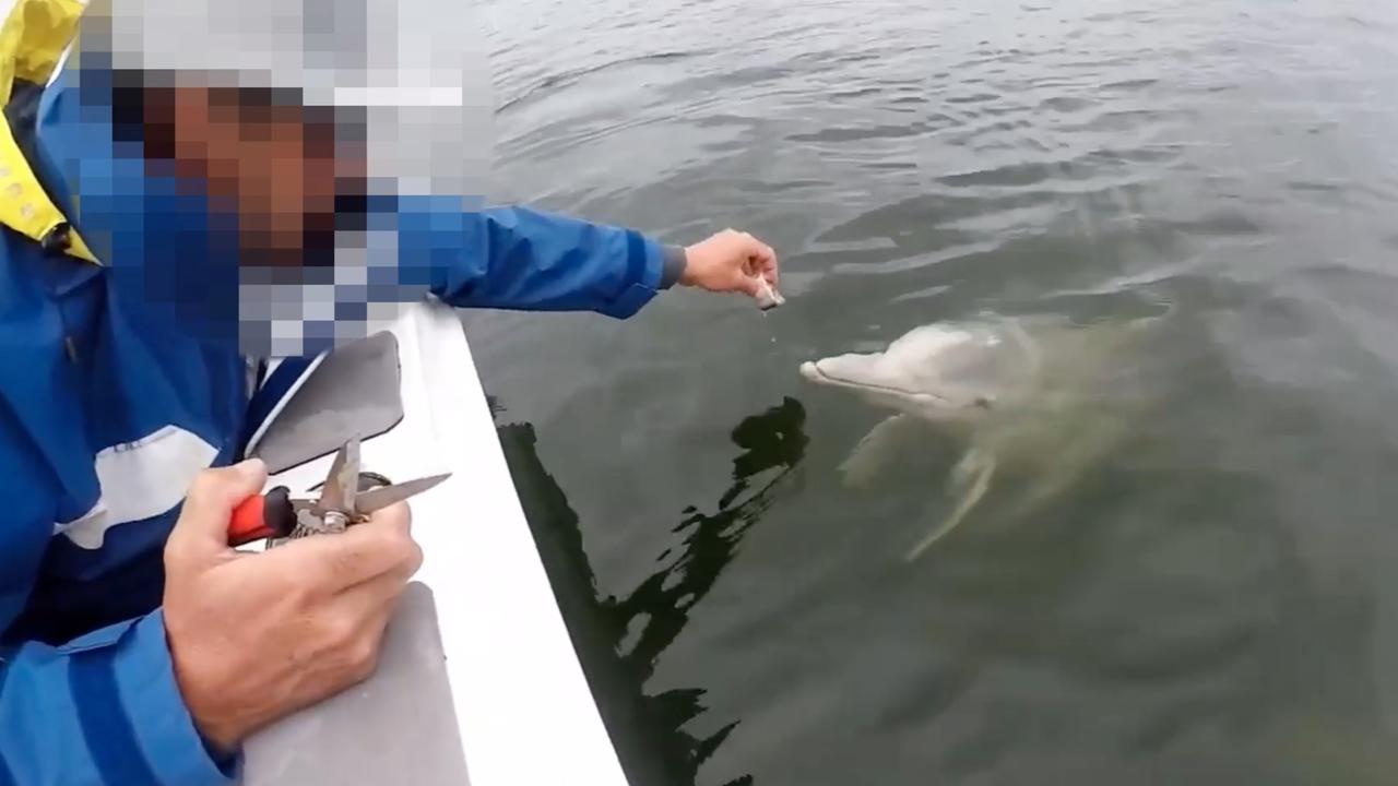 A man has been fined $431 for illegally hand feeding a wild dolphin: Queensland Department of Environment and Science