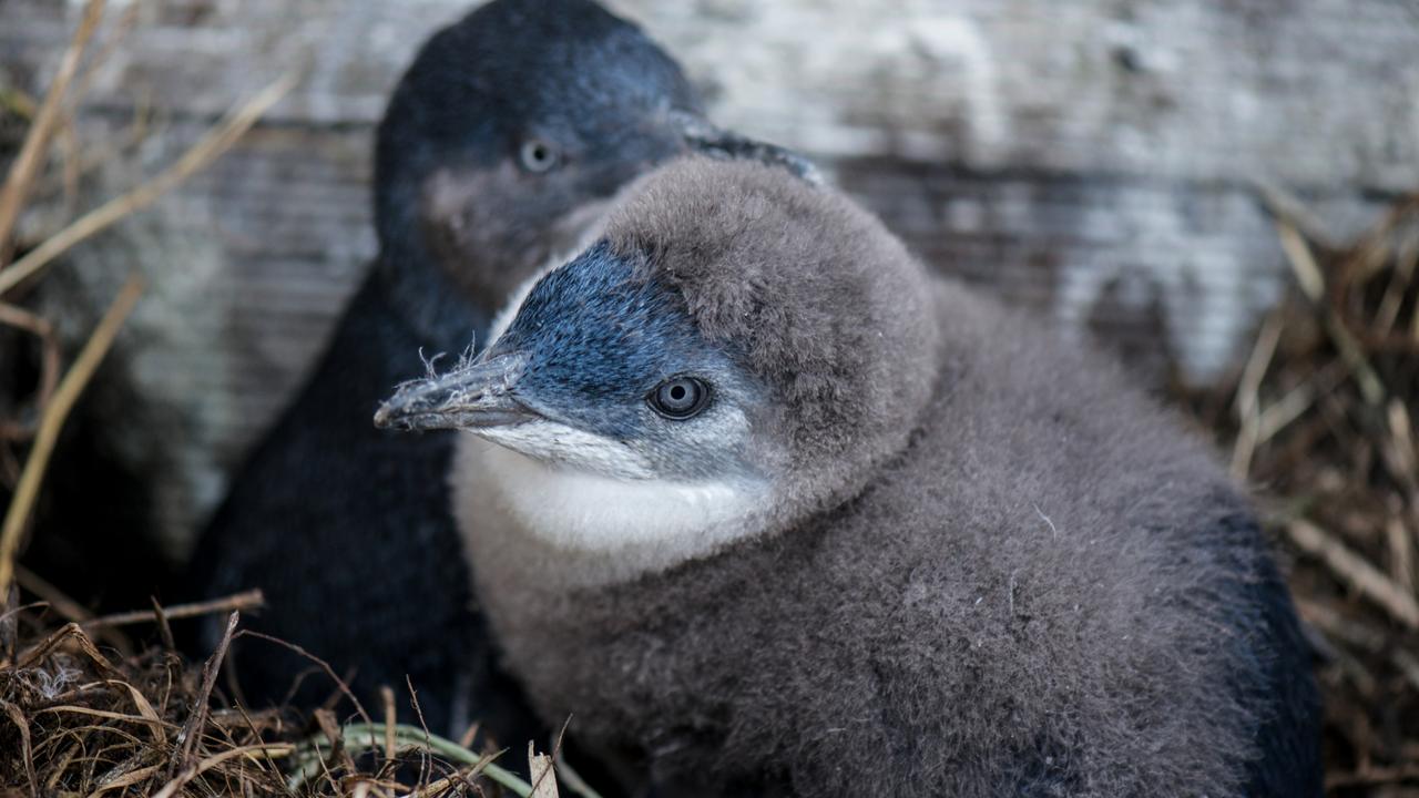 Penguin numbers feeling the heat, academics say