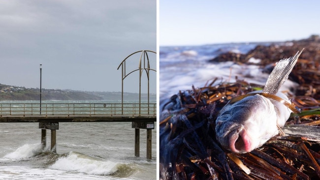 Weather and algae bloom story